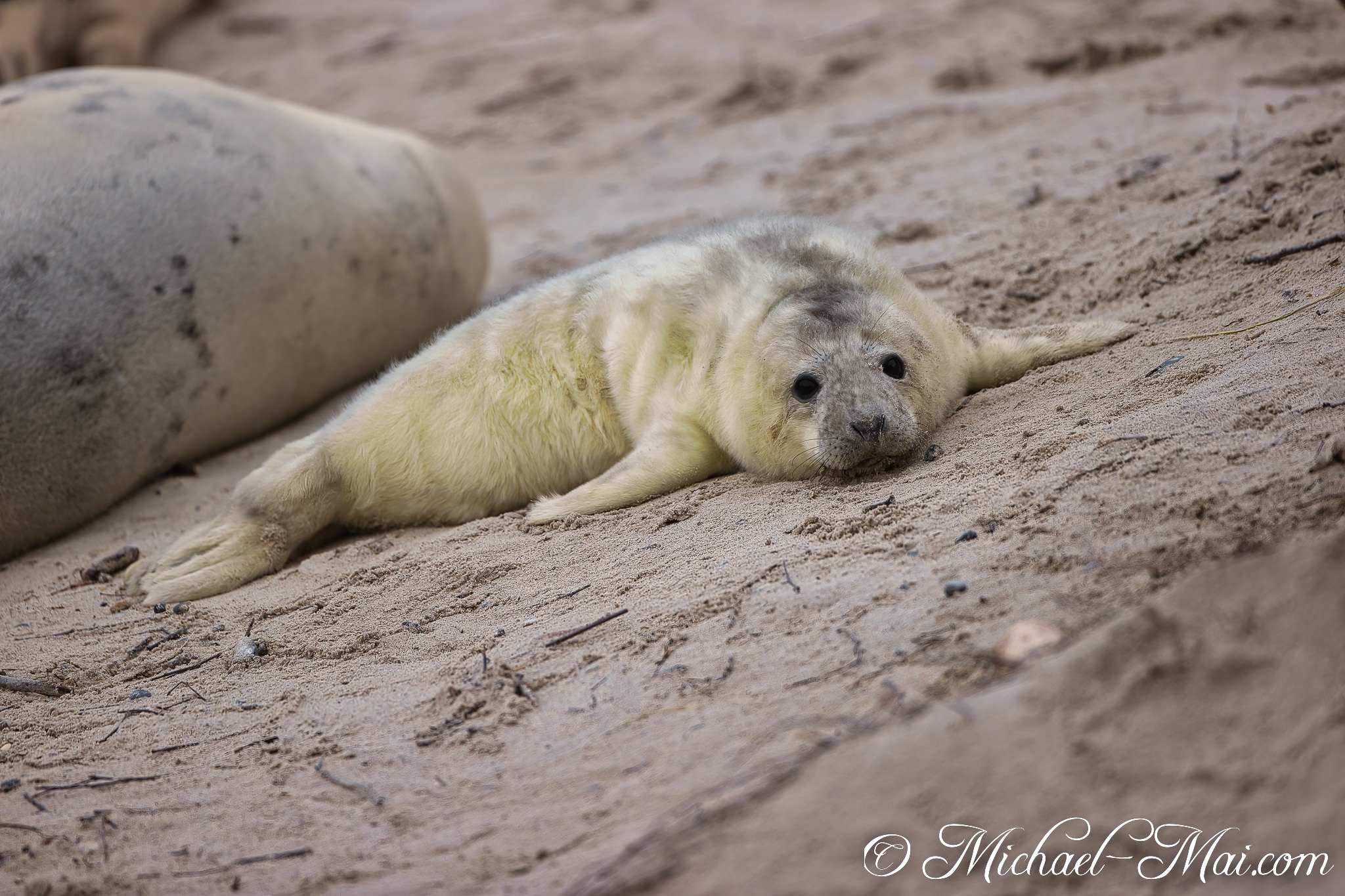 Lying low on the coarse sand, a young seal pup fixes a soft gaze.