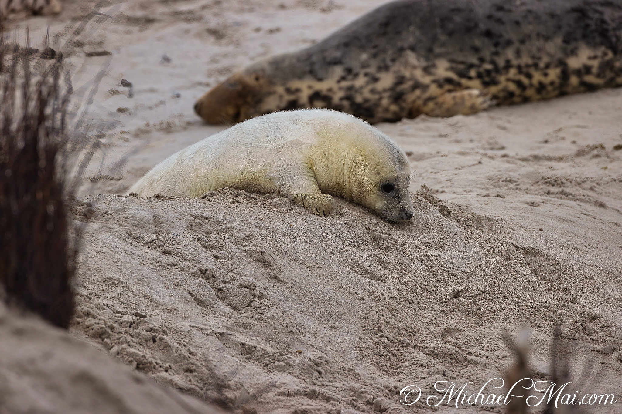 A bright pup sinks into the sand, watched over by its quiet elder.