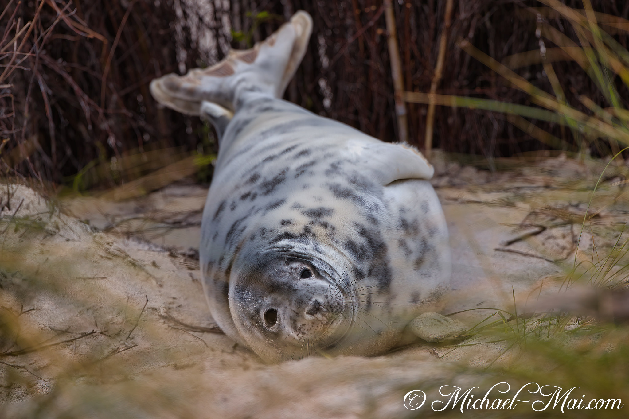 Upside down on the sand, a spotted pup gazes directly with a curious tilt.