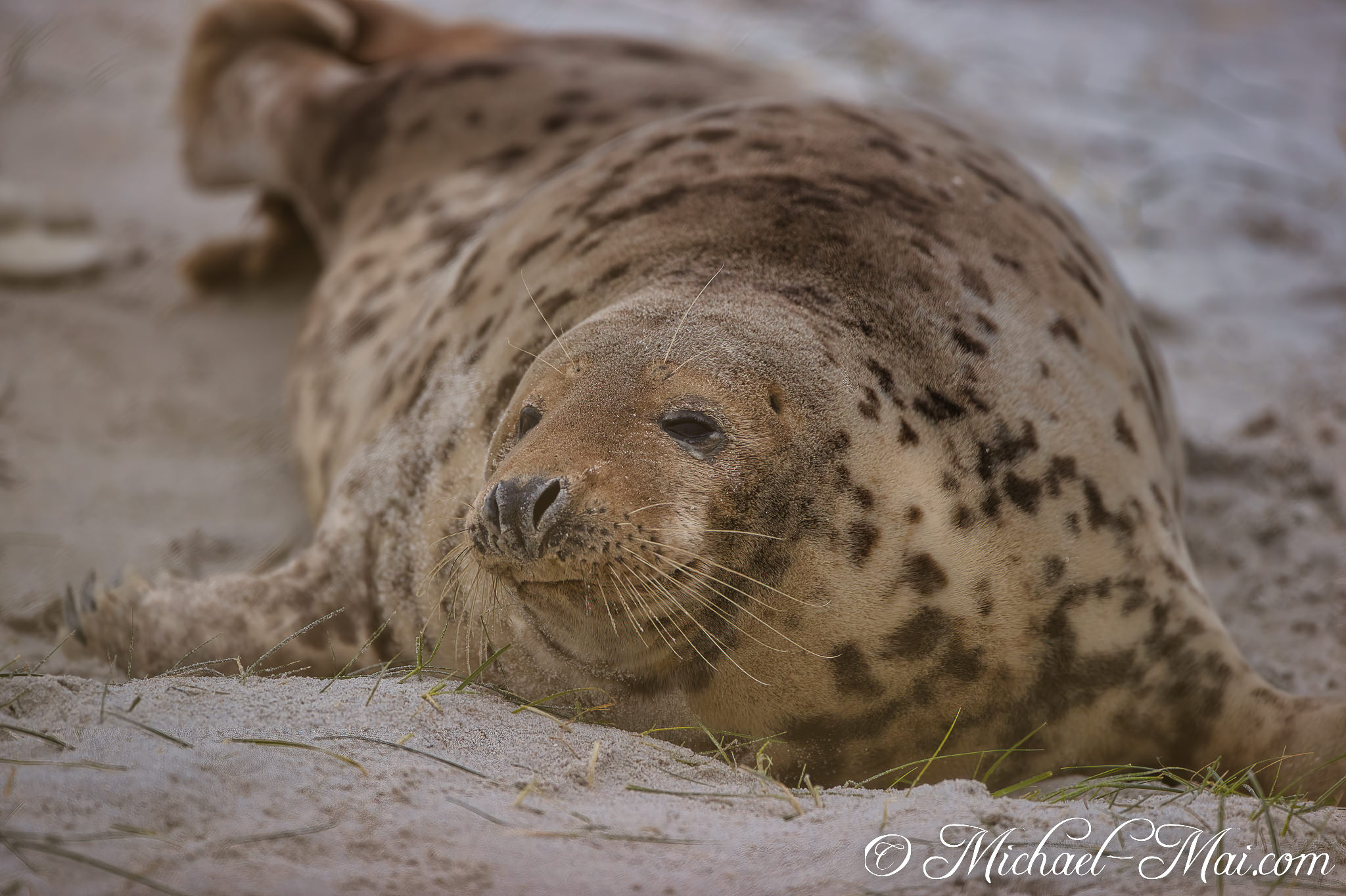 Sprawled comfortably on the beach, this large seal appears to offer a gentle smile.