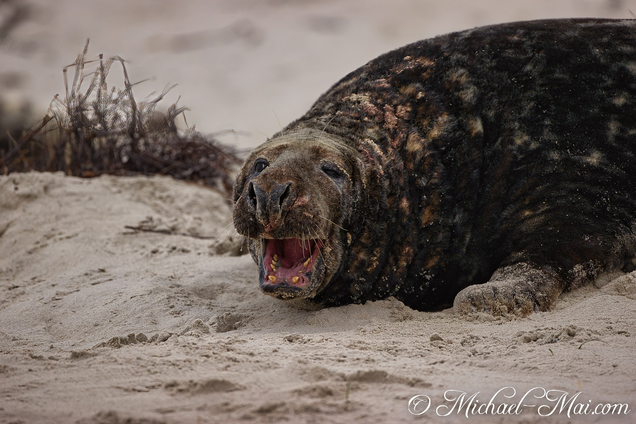 Caught mid-yawn, a mottled seal stretches its jaw, revealing its sharp teeth.