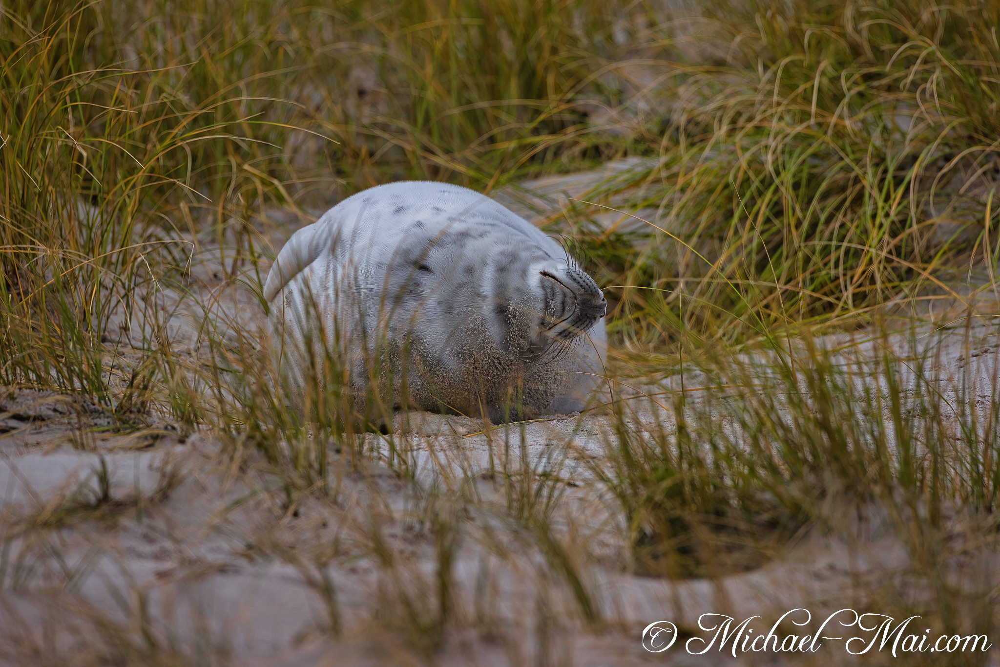 Nestled in the dune grasses, a spotted seal pup reposes with closed eyes.