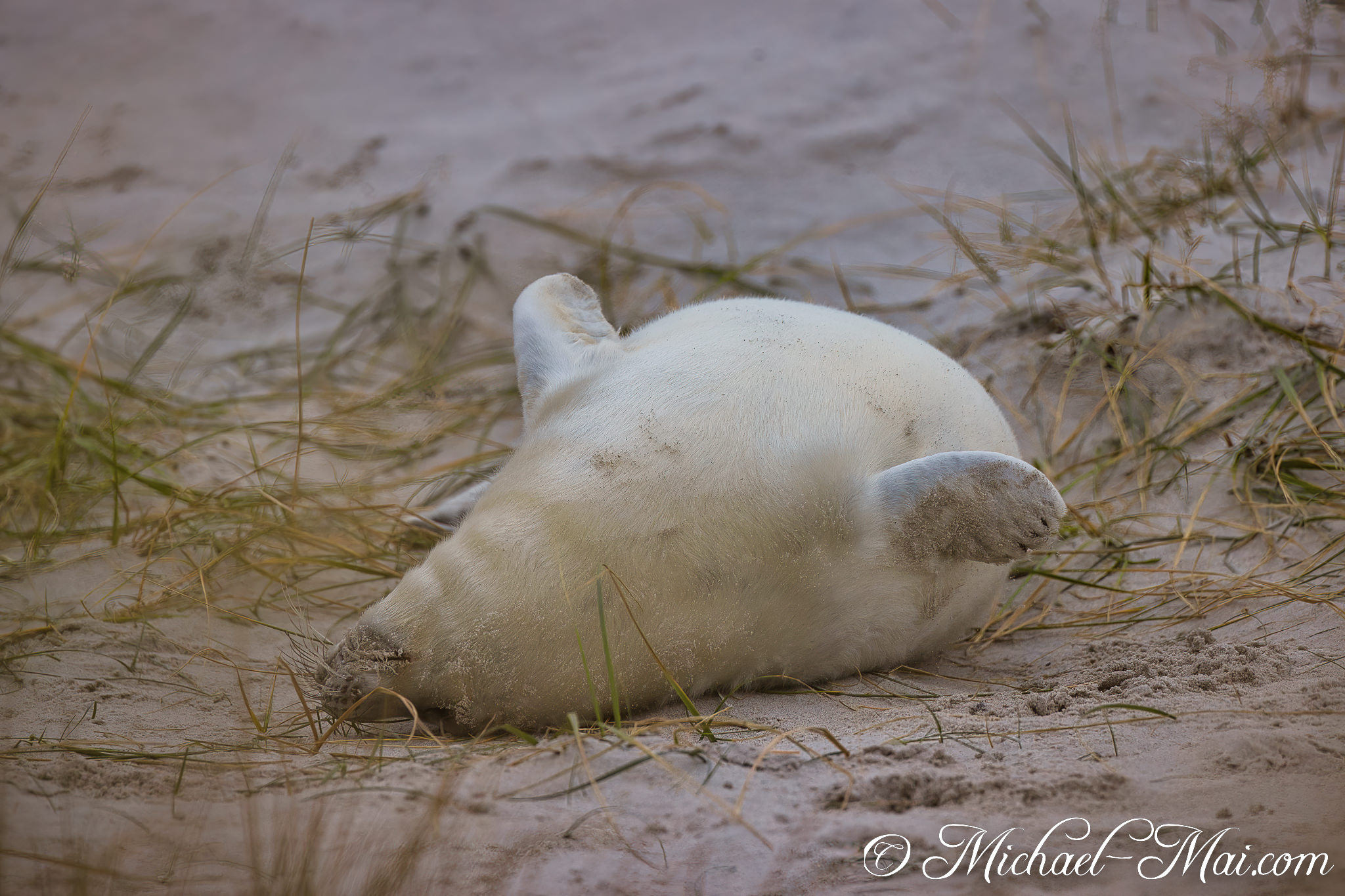 Belly-up on the beach, a pristine white pup enjoys the soft sand.