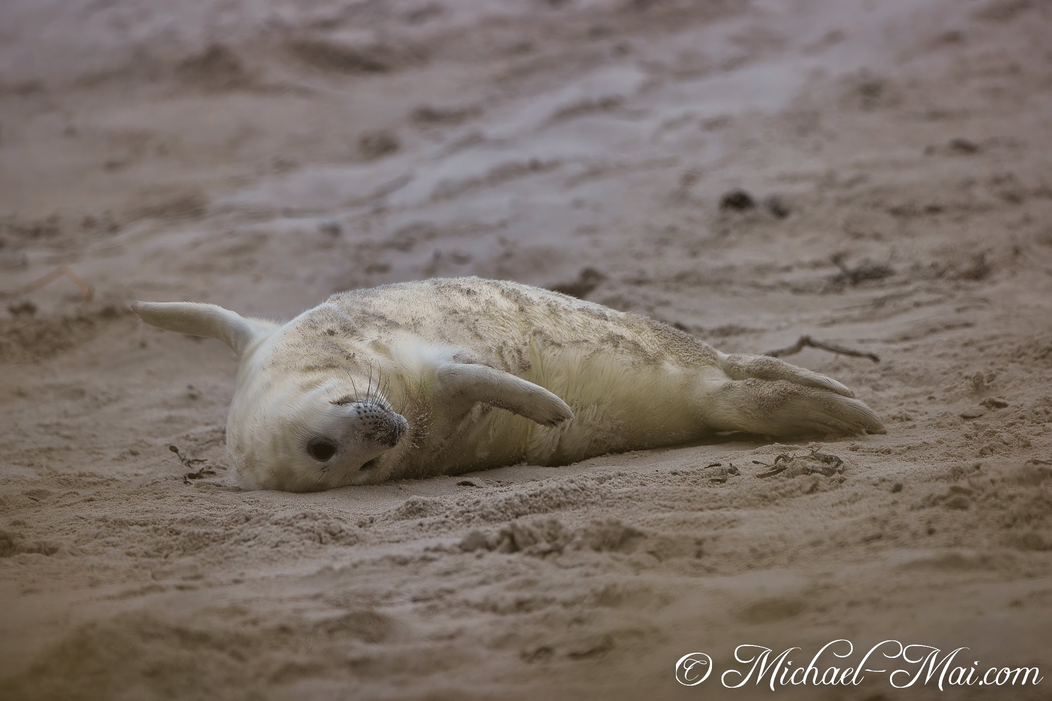 Sandy fur highlights a pup rolling comfortably on its back, peering up.
