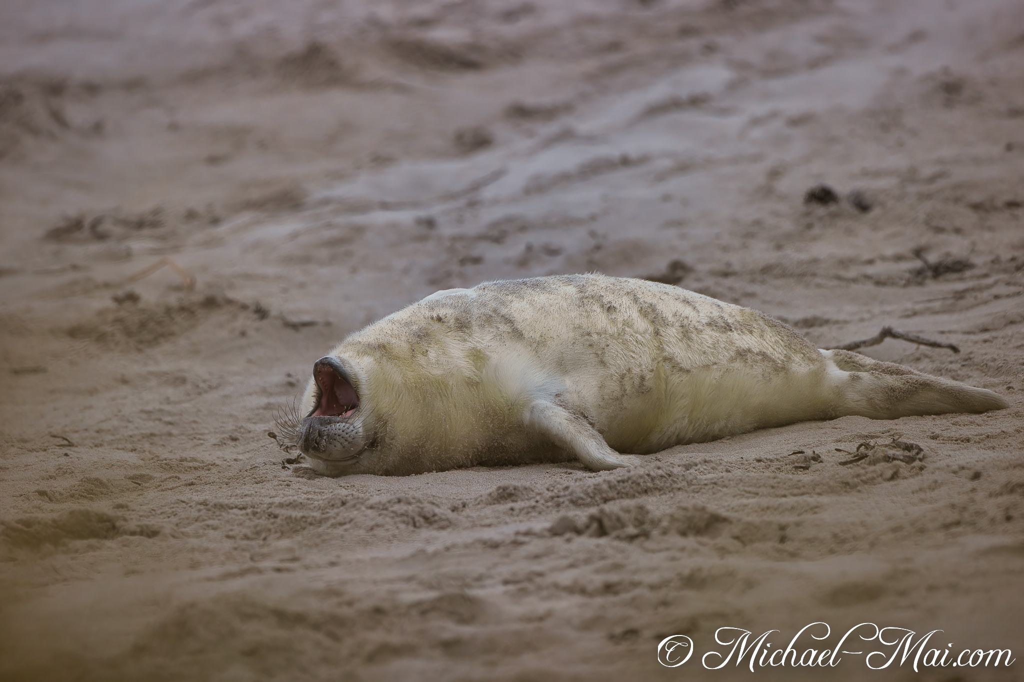 Mouth agape, a pale pup bellows upon the rippled shoreline.