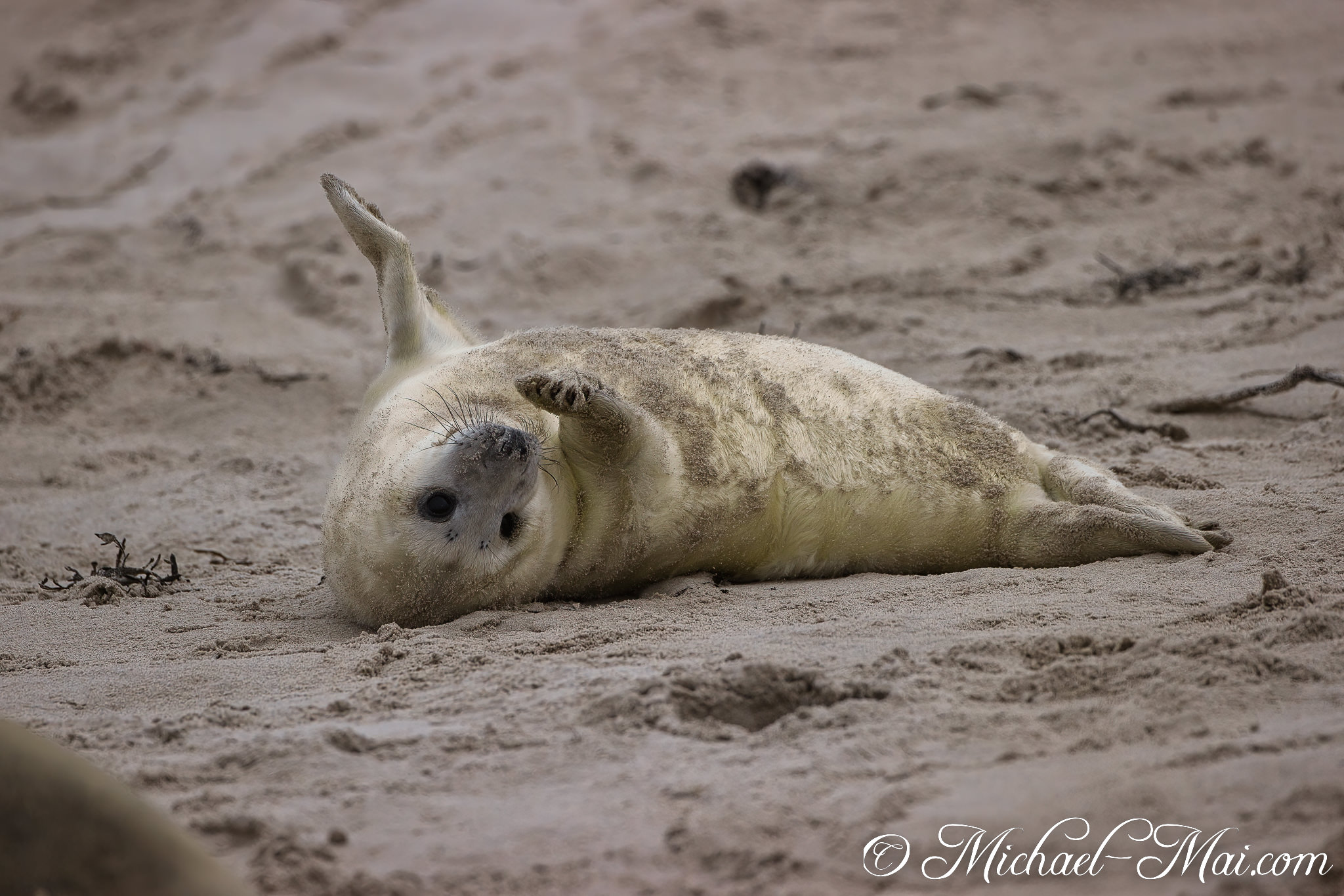 Lying supine, a seal pup with an uplifted flipper locks eyes with the camera.