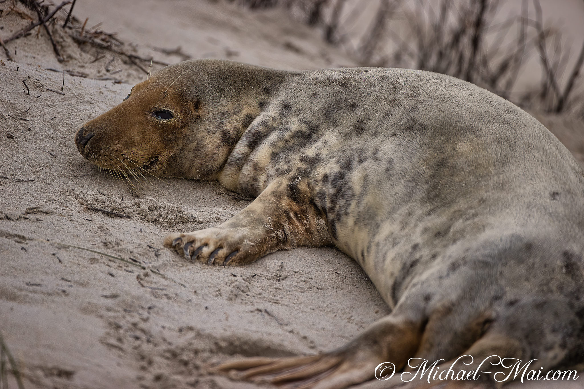 Whiskers alert, a grey seal pup gazes calmly across the soft dunes.