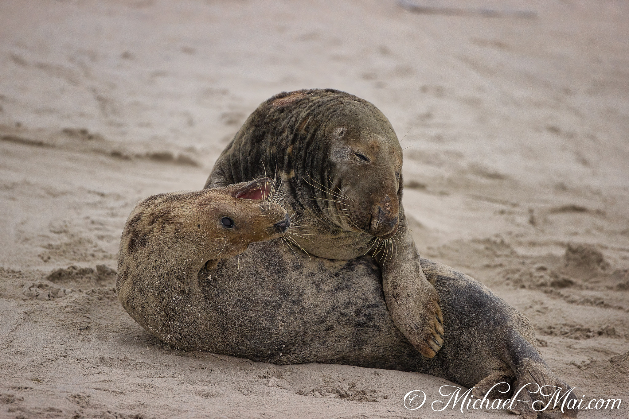 Resting on the sand, a large seal embraces its energetic, open-mouthed pup.