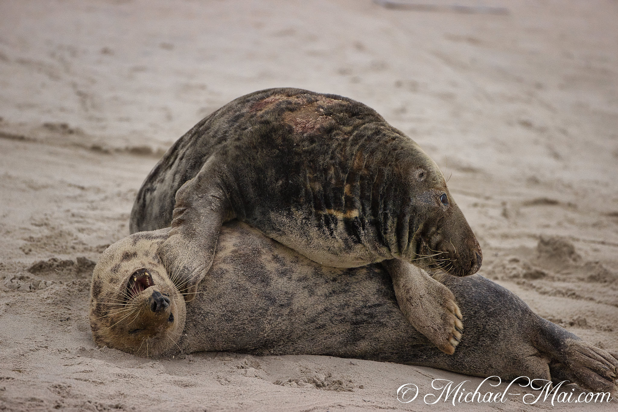 Seals tumble on the shore, one expressing itself loudly with an open mouth.