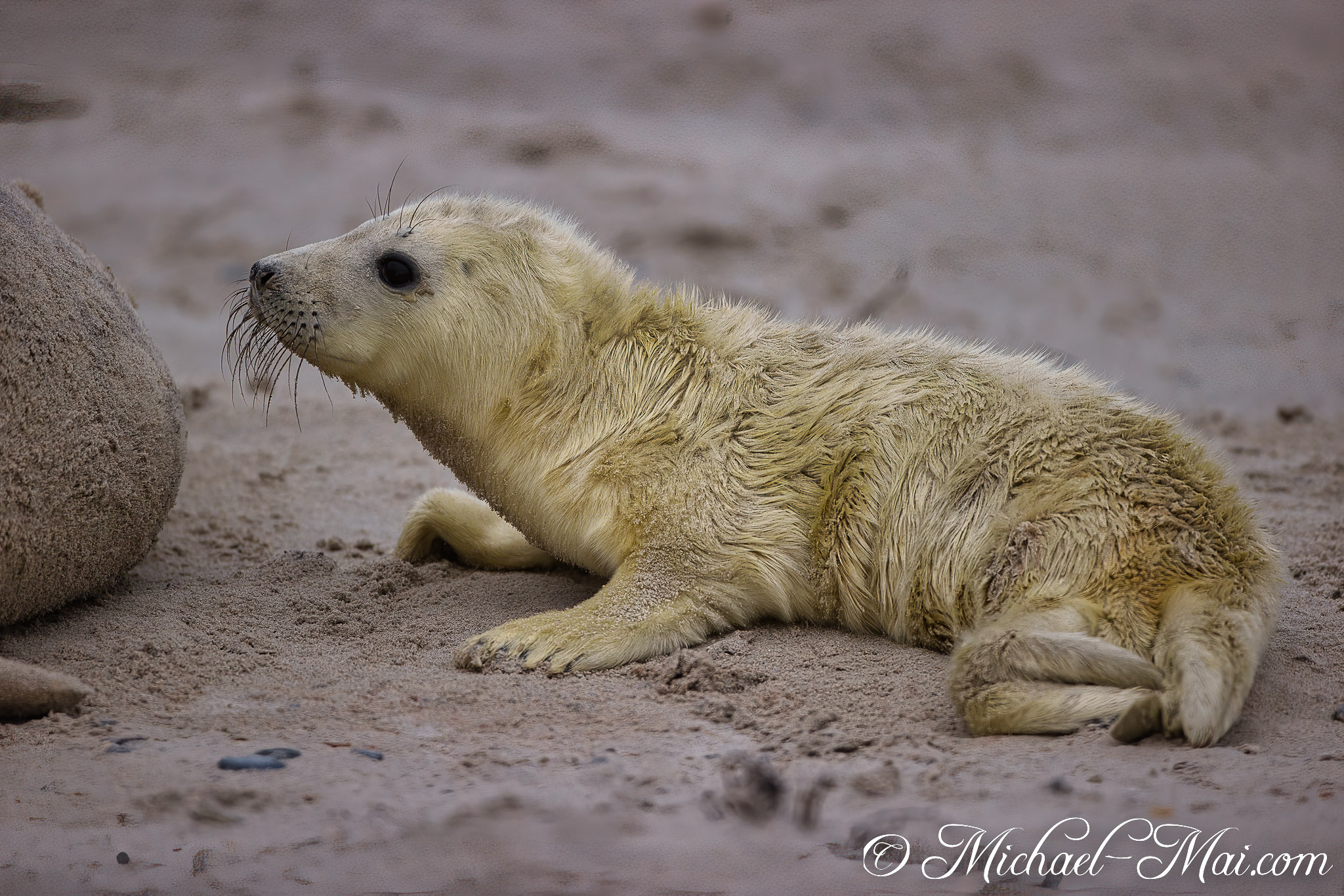 Intent and wide-eyed, the small pup monitors a companion by the shore.