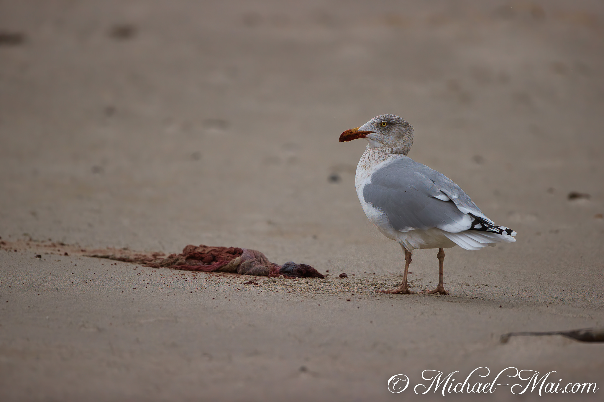 Standing watch, a scavenging gull rests beside organic remains on the shore.