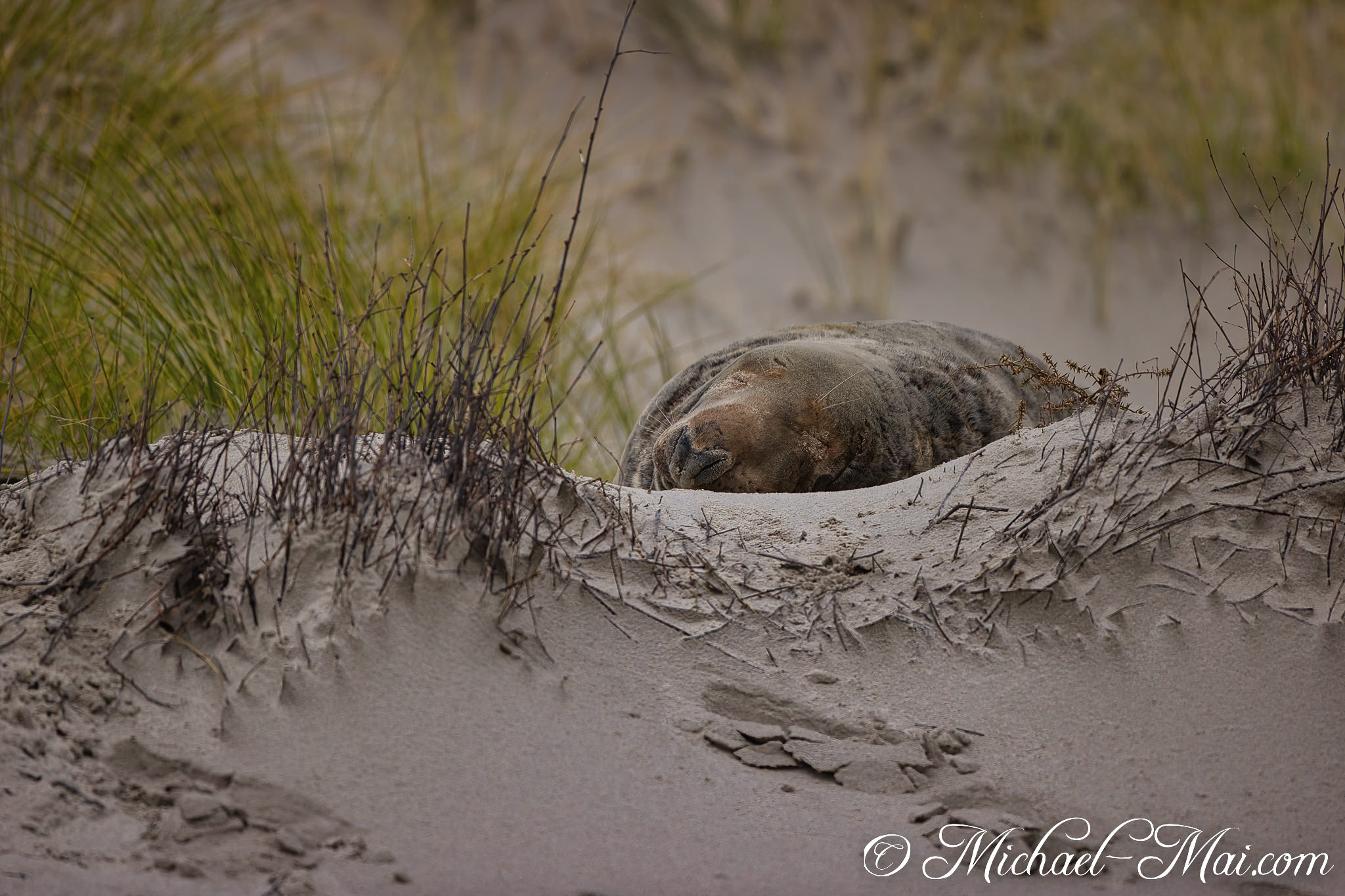 A large seal finds quiet refuge, settled deep within the sheltering dune.