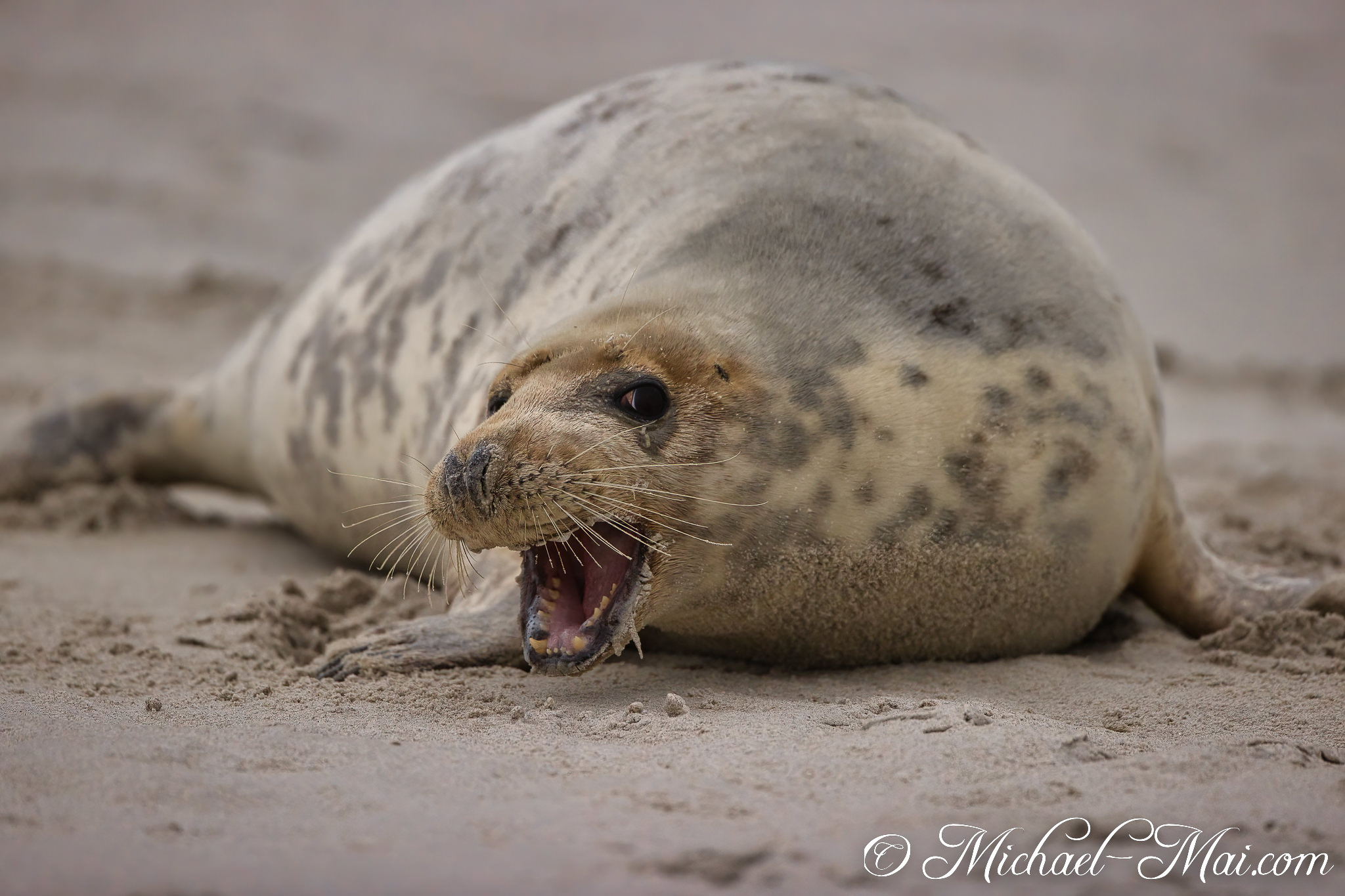 With an emphatic roar, the large spotted seal glares intently on the beach.