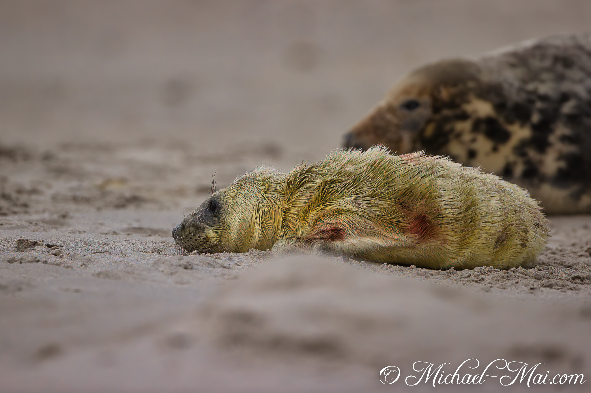 Freshly born, this yellow-furred pup and watchful parent share the sandy beach.