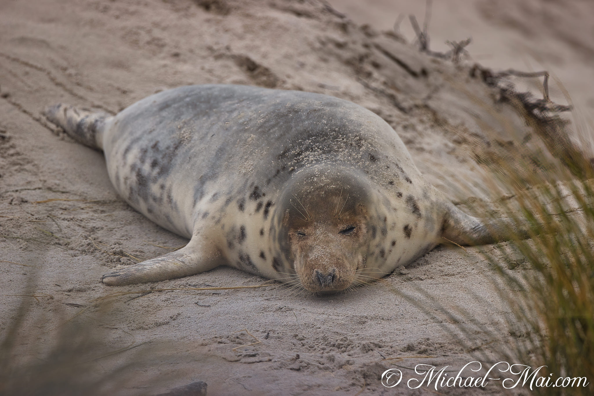 Coated in beach sand, the mottled seal dreams deeply with closed eyes.