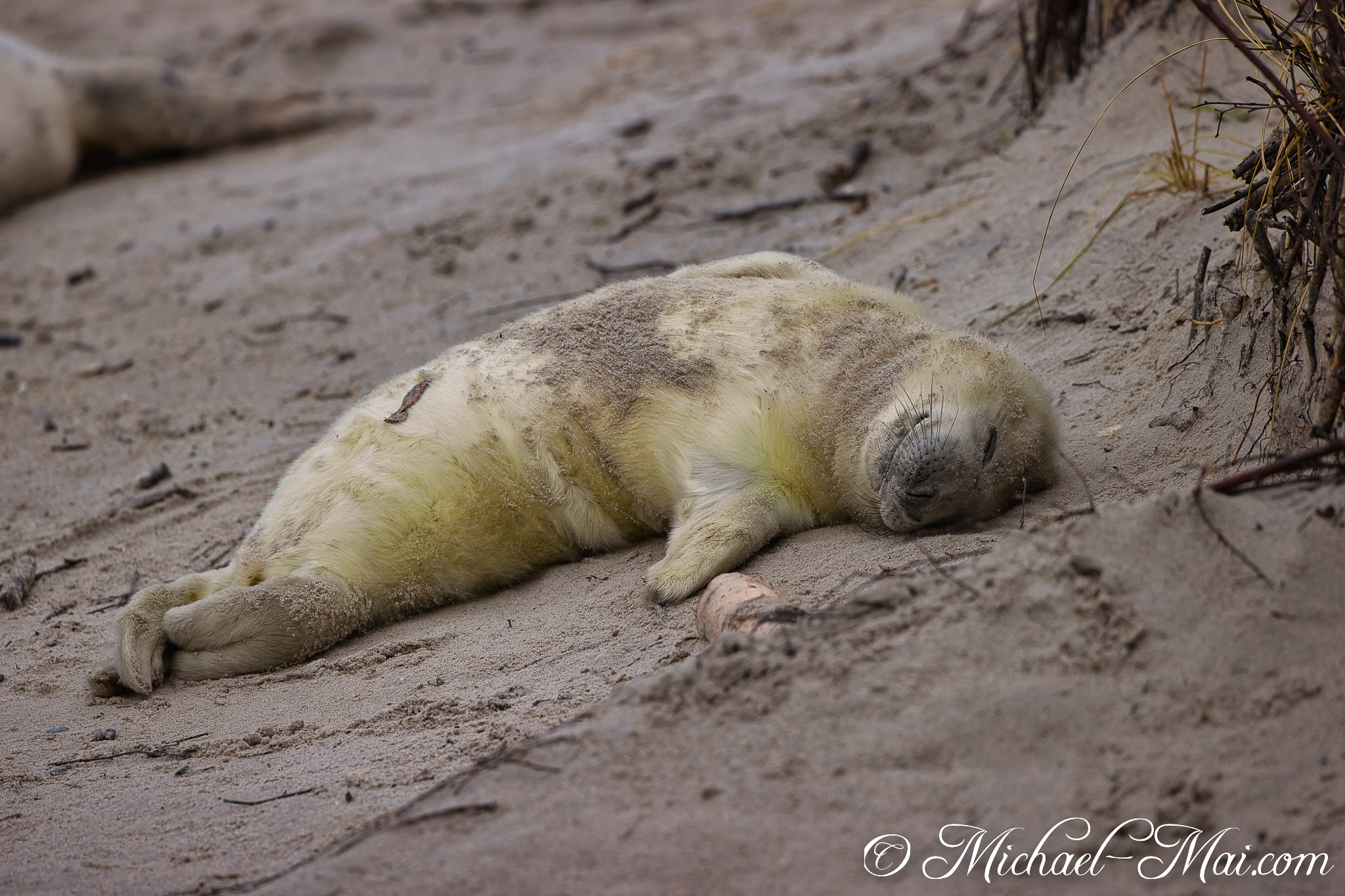 Nestled against the sandy bank, a grey seal pup sleeps, fur speckled with debris.