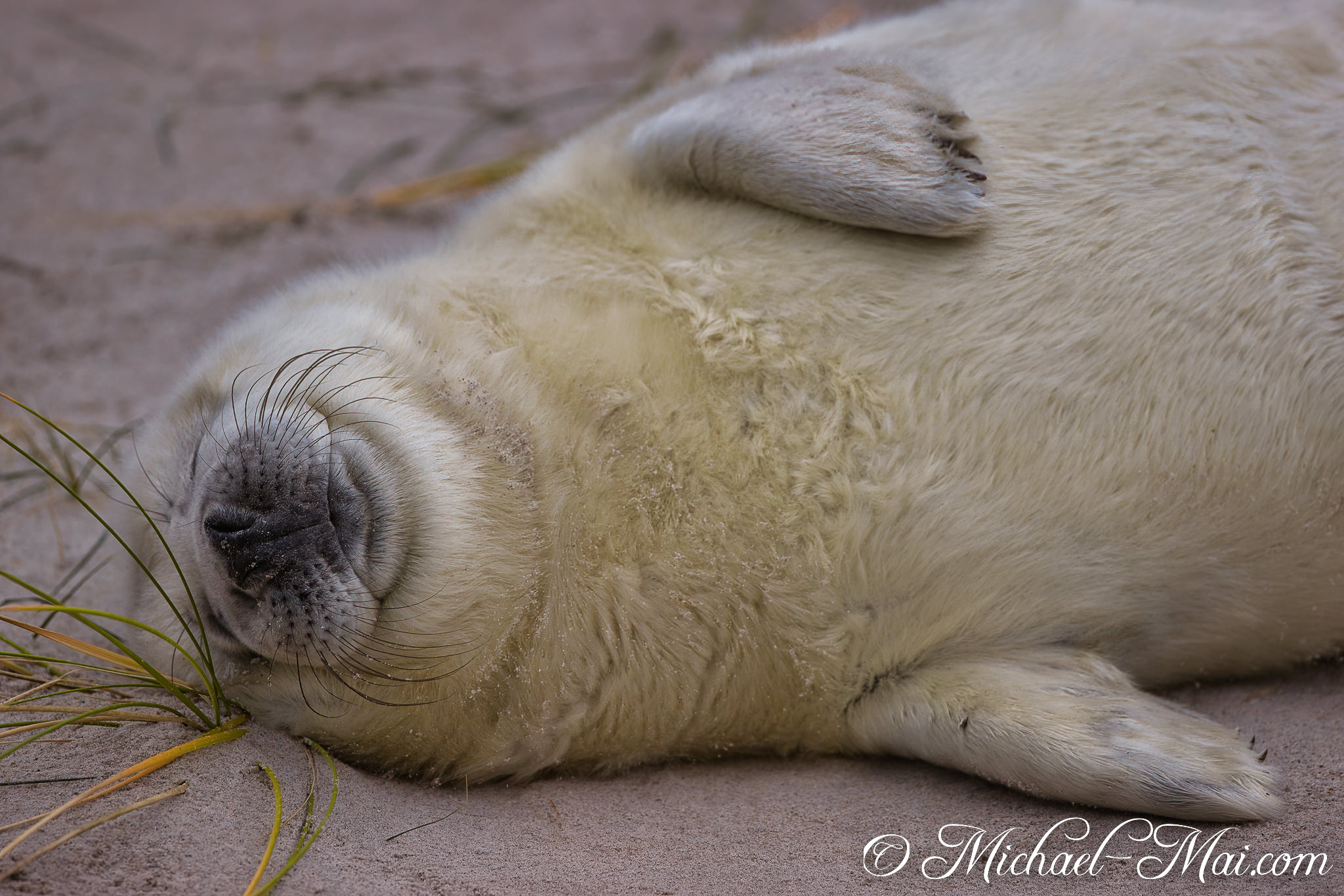 Whiskers splayed, the tiny seal pup reposes utterly relaxed on the beach.