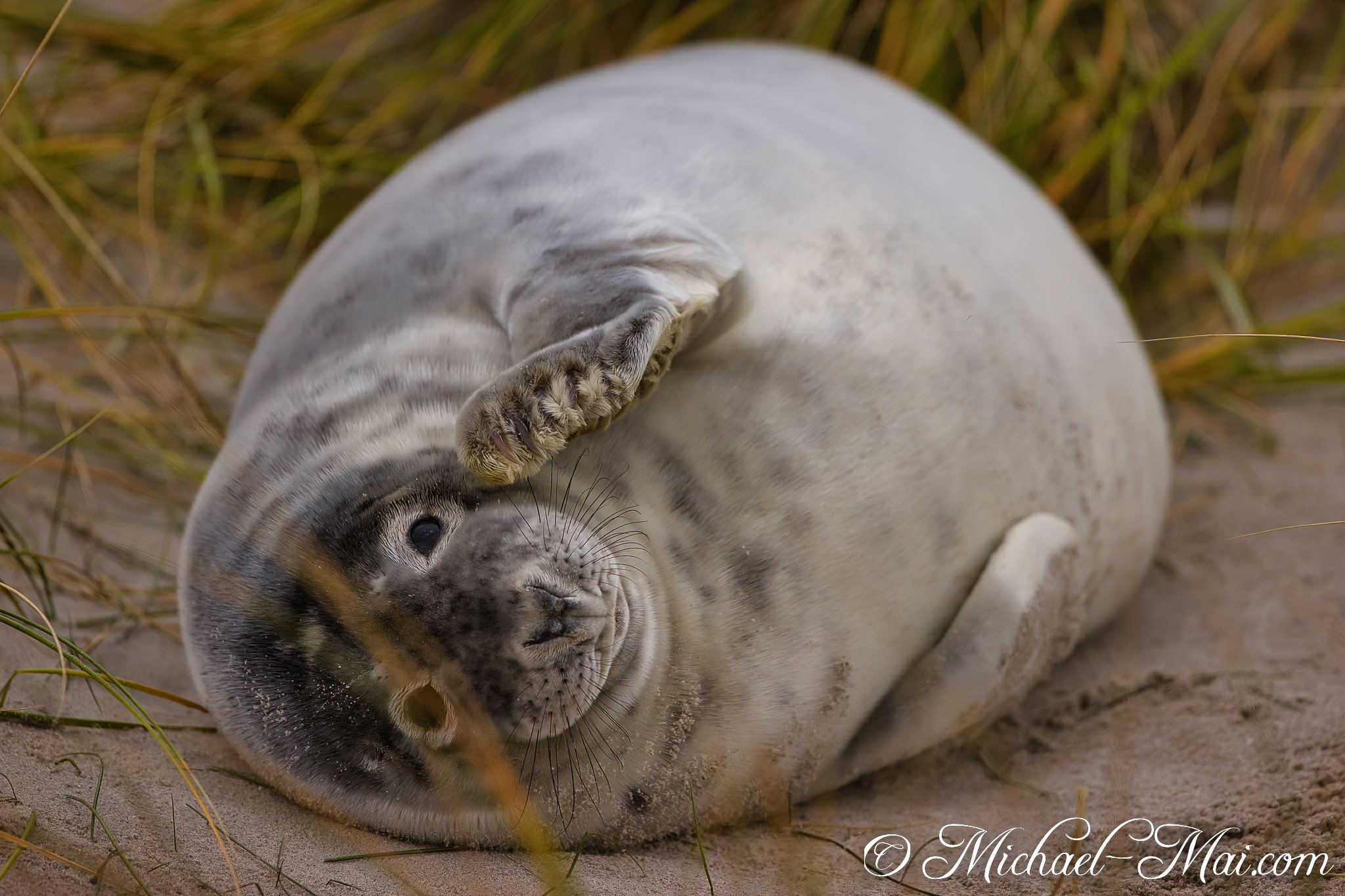 Lying supine, this pup’s engaging gaze peeks past a gracefully draped flipper.