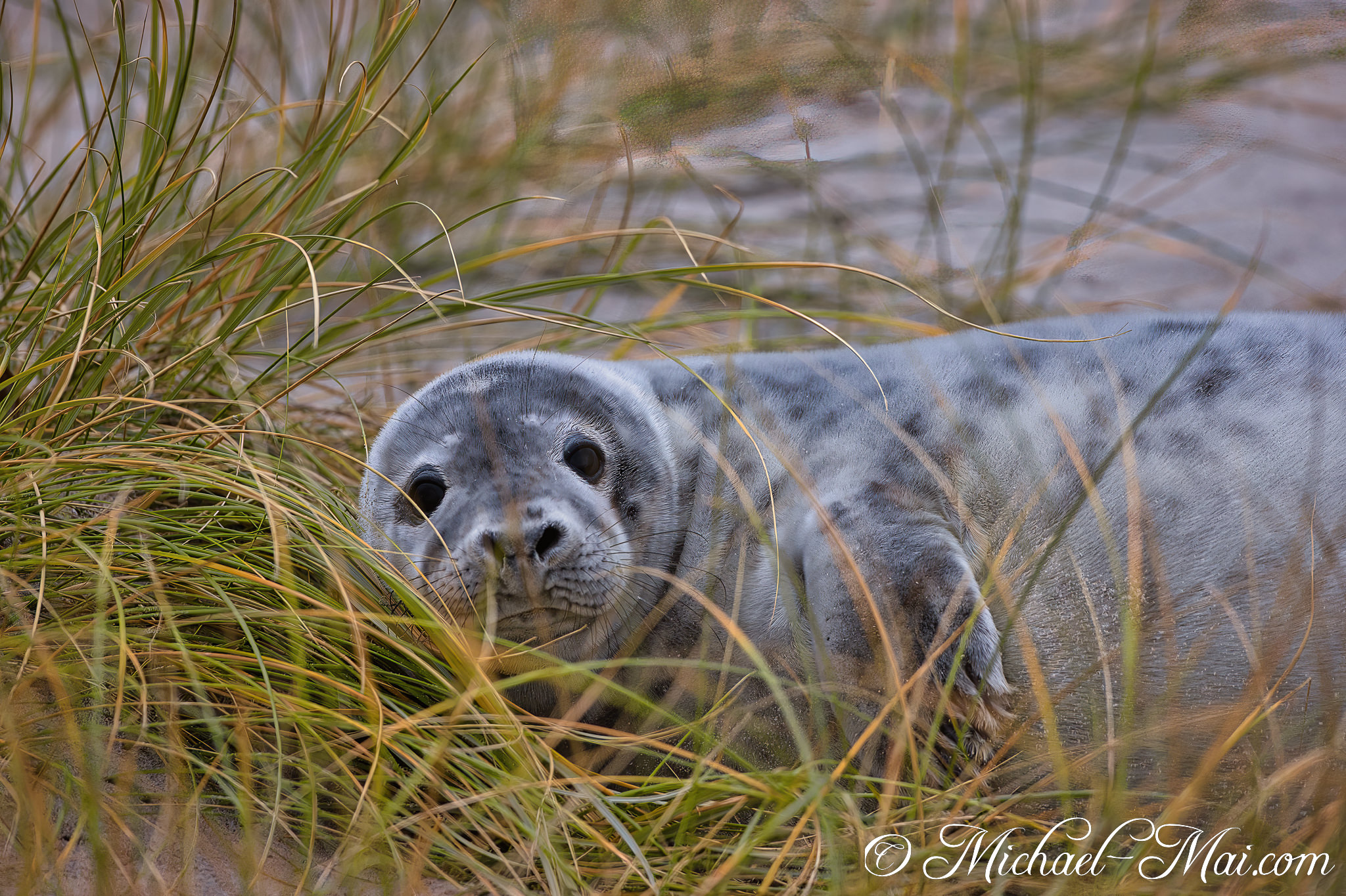 Through swaying dune grasses, an alert pup watches the world with dark eyes.