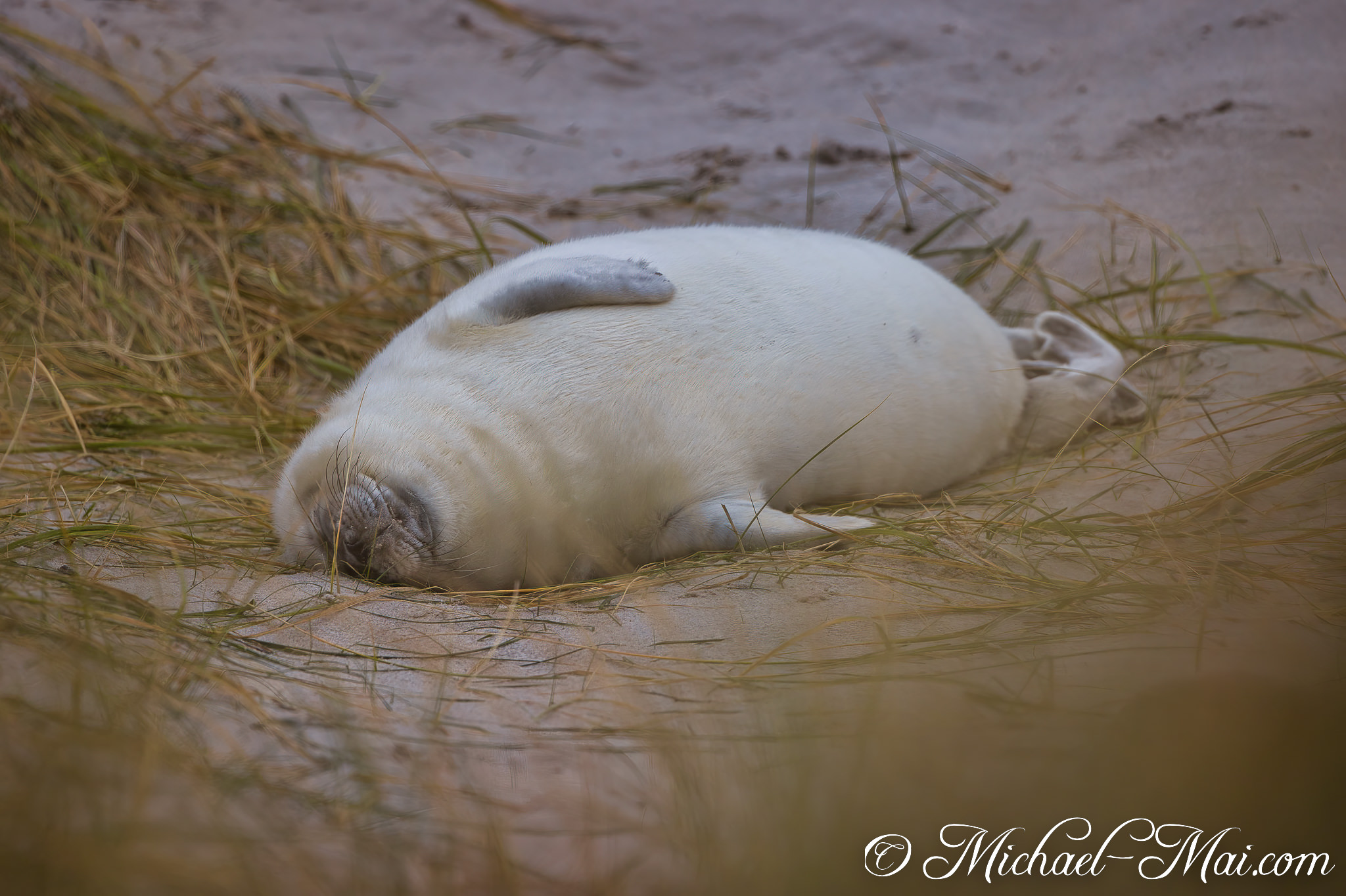 Plump and white, a seal pup soundly sleeps with its face pressed into the sand.