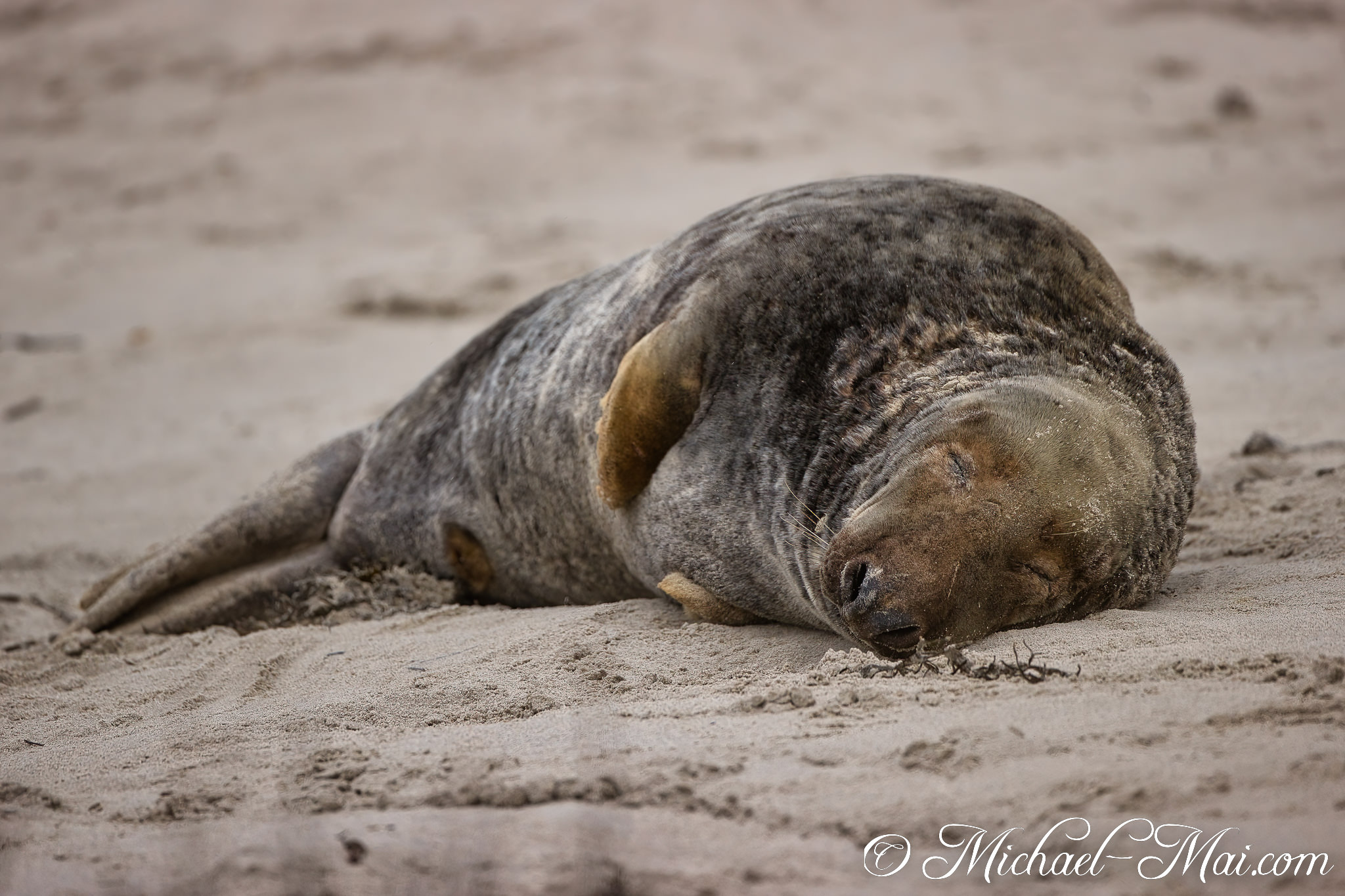 Sprawled on the beach, a contented grey seal enjoys a deep, uninterrupted slumber.