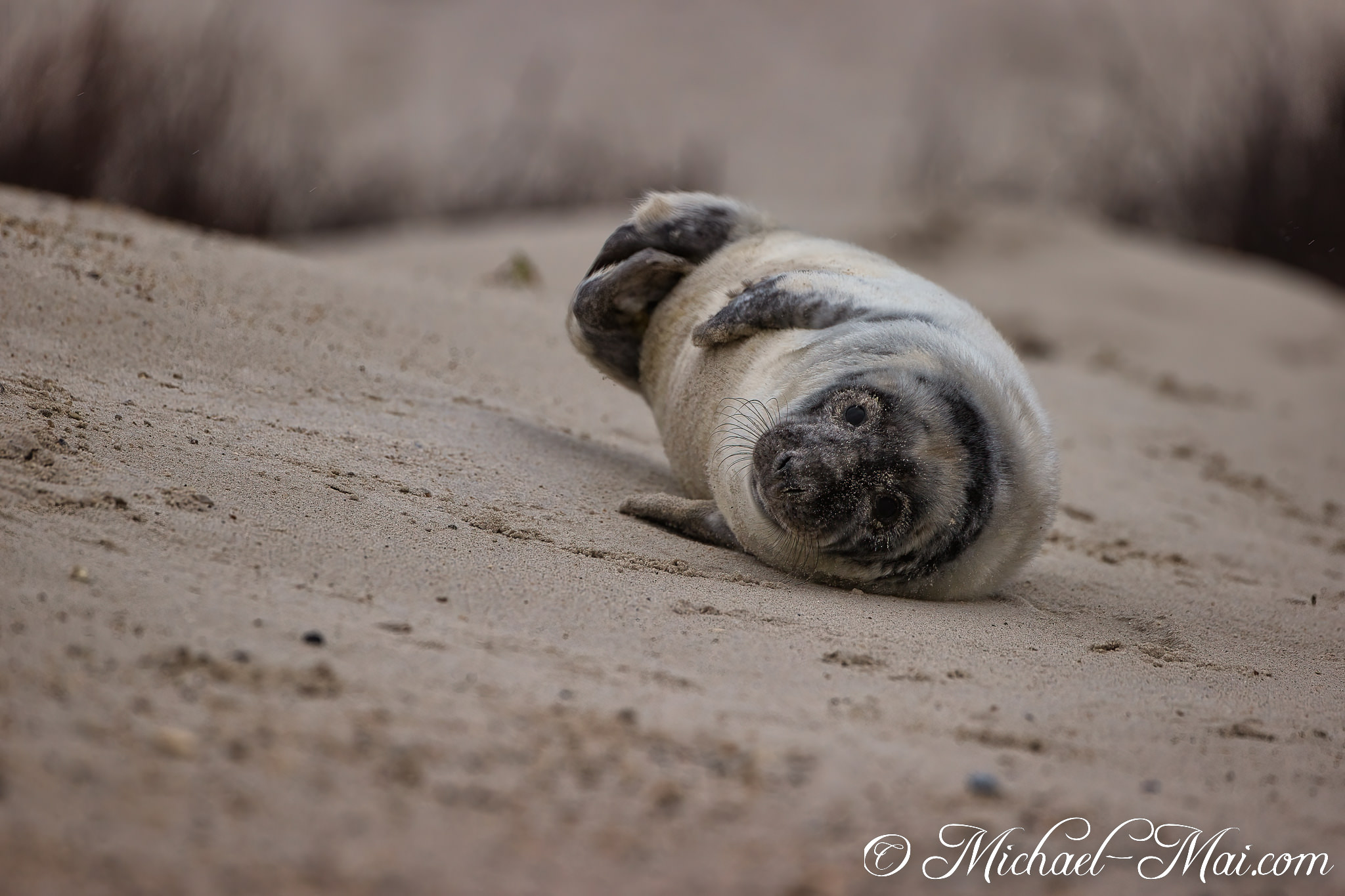 Upside down, this seal pup locks eyes, coated with fine beach sand.