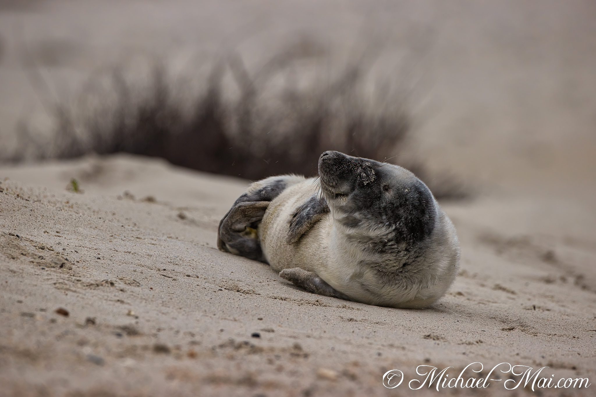 Flippers raised, a young seal pup reclines on the dunes, gazing skyward.