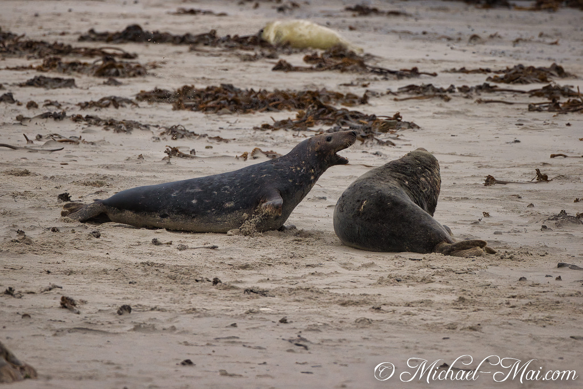 Rising from the sand, a seal barks loudly beside its relaxed companion.