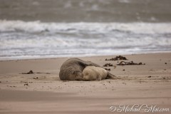 Shades of grey and cream, two seals lie intertwined on the expansive beach.
