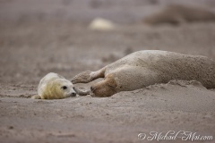 Robben_Helgoland2021_003