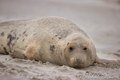 Robben_Helgoland2021_004