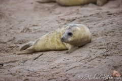 Robben_Helgoland2021_005