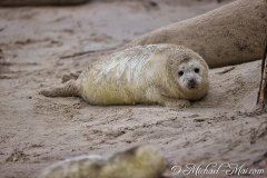 Robben_Helgoland2021_006