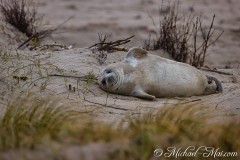 Robben_Helgoland2021_010