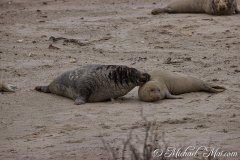 Robben_Helgoland2021_012