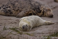 Robben_Helgoland2021_014