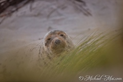 Robben_Helgoland2021_017