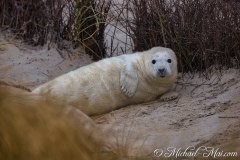 Robben_Helgoland2021_018