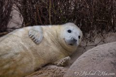 Robben_Helgoland2021_020