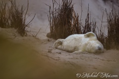Robben_Helgoland2021_025