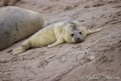 Robben_Helgoland2021_031
