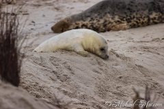 Robben_Helgoland2021_032