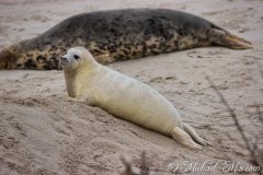 Robben_Helgoland2021_033