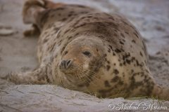 Robben_Helgoland2021_035