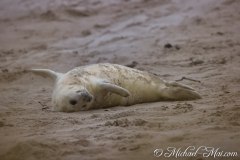 Robben_Helgoland2021_041