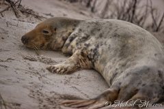 Robben_Helgoland2021_044