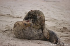 Robben_Helgoland2021_045