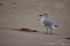 Robben_Helgoland2021_048