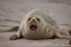 Robben_Helgoland2021_050