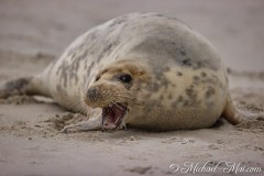 Robben_Helgoland2021_051